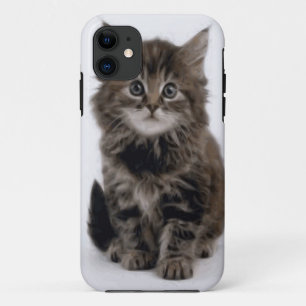 TITLE_SEO2 KITTY CAT