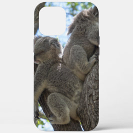 title_seo2 Koala