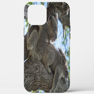 title_seo2 Koala