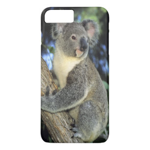Funda Para iPhone 8 Plus/7 Plus Koala, Phascolarctos cinereus), Australia,