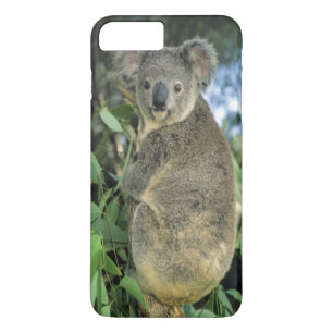 Funda Para iPhone 8 Plus/7 Plus Koala, Phascolarctos cinereus), en peligro de exti