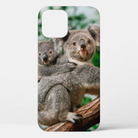 Koala, phascolarctos cinereus, hembra que te lleva