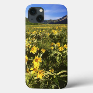 Funda Para iPhone 13 La balsomroot de hoja de flecha cubre la pradera c