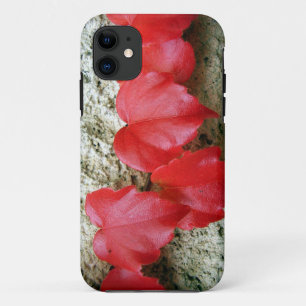 title_seo2 La enredadera de Virginia sale del SE del