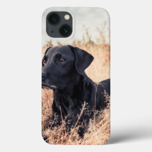 Funda Para iPhone 13 Labrador negro en hierba seca