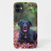 Labrador negro en hojas de otoño