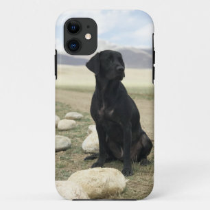 title_seo2 Labrador retriever negro adaptable