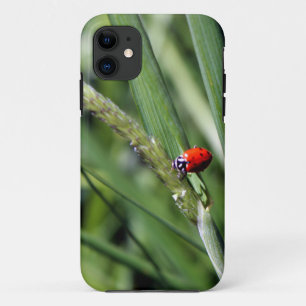 title_seo2 Ladybug (Coccinellidae)