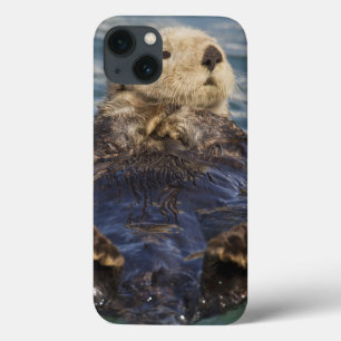 Funda Para iPhone 13 Las nutrias marinas juegan en icebergs en Surprise