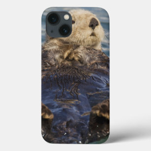 Funda Para iPhone 13 Las nutrias marinas juegan en icebergs en Surprise