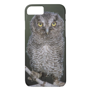 Funda Para iPhone 8/7 Lechuza-Grito Oriental, Megascop asio, Otus 2