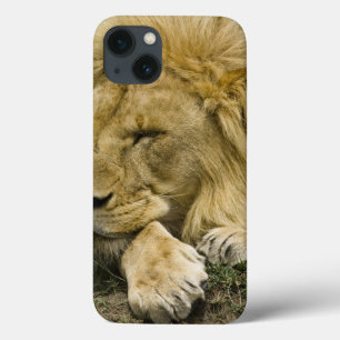 title_seo2 León africano, Panthera leo, acostado dormido