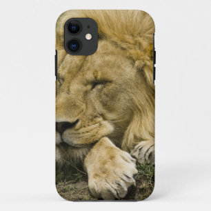 Funda Para iPhone 11 León africano, Panthera leo, acostado durmiendo