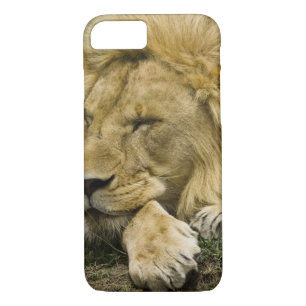 Funda Para iPhone 8/7 León africano, Panthera leo, dormido