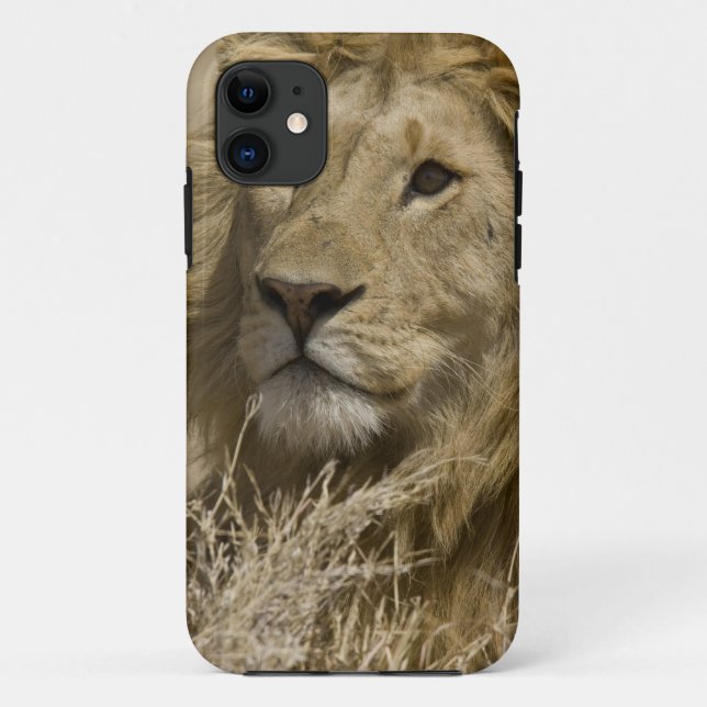 Funda De Case-Mate Para iPhone León africano, Panthera leo, retrato de un (Reverso)