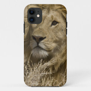 title_seo2 León africano, Panthera leo, retrato de un