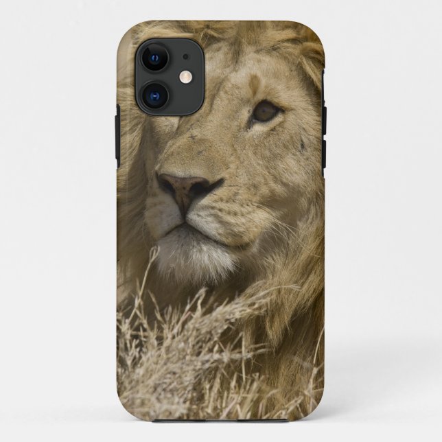 Funda De Case-Mate Para iPhone León africano, Panthera leo, retrato de un (Reverso)