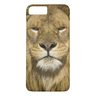 Funda Para iPhone 8 Plus/7 Plus León barbario africano, Panthera leo leo, uno de l