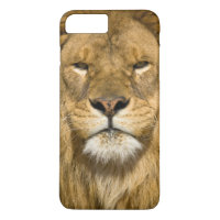 León de Berbería africano, Panthera leo leo, uno d