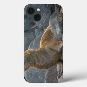 Funda Para iPhone 13 León marino de las Islas Galápagos