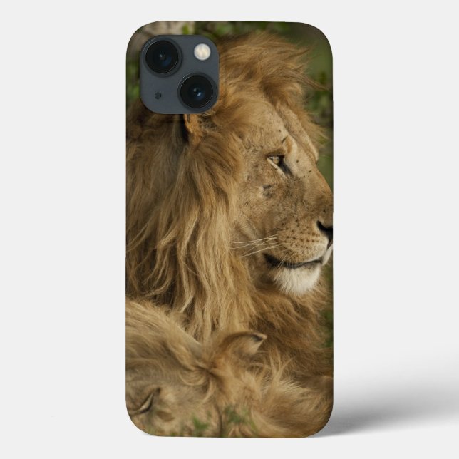 Funda De Case-Mate Para iPhone León, Panthera leo, Lower Mara, Masai Mara GR, (Reverso)