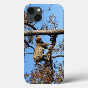 Funda Para iPhone 13 Leopardo en un árbol en África