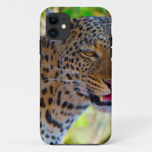 title_seo2 Leopardo manchado