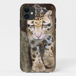 Funda Para iPhone 11 Leopardo nublado