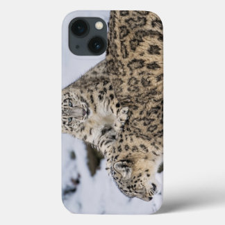 title_seo2 Leopardos de la nieve:
