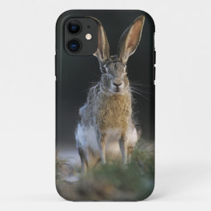title_seo2 Liebre de cola negra, Lepus californicus, 2