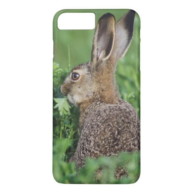 Funda De Case-Mate Para iPhone Liebre parda, Lepus europaeus, joven comiendo, (Reverso)