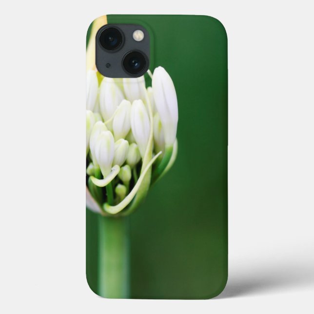 Funda De Case-Mate Para iPhone Lily africana, Agapanthus Praecox, Ciudad del Cabo (Reverso)