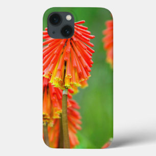 Funda Para iPhone 13 Lily de la antorcha (Kniphofia Uvaria), Cabo Occid