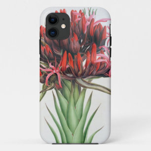 Funda Para iPhone 11 Lirio de Gymea, 1826 (w/c en el papel)