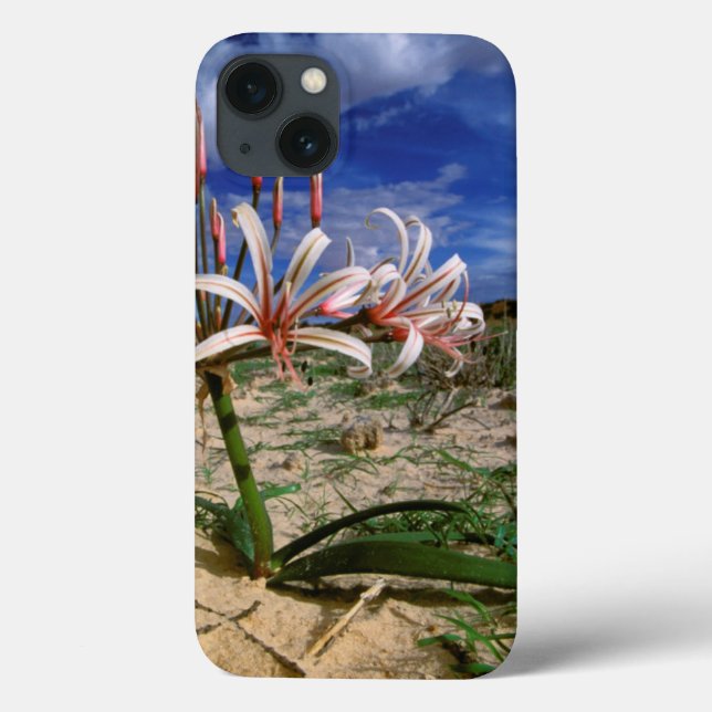 Funda De Case-Mate Para iPhone Lirio De Vlei (Laticoma Nerine) En Flor (Reverso)
