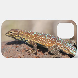 title_seo2 Lizard