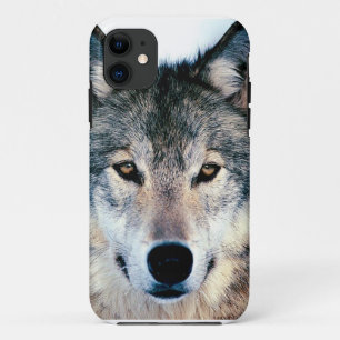 title_seo2 Lobo