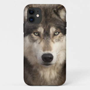 title_seo2 Lobo de madera de Jim Zuckerman