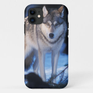 title_seo2 lobo gris, Canis lupus, en las estribaciones