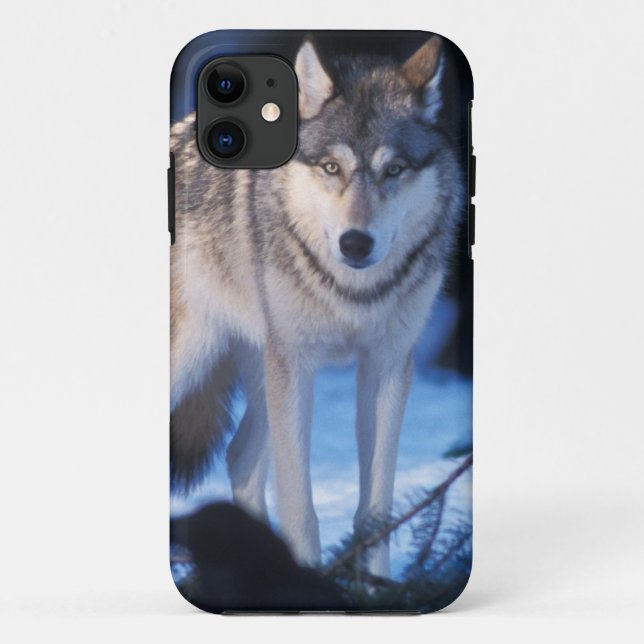 Funda De Case-Mate Para iPhone lobo gris, Canis lupus, en las estribaciones (Reverso)