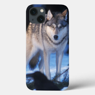 Funda Para iPhone 13 lobo gris, Canis lupus, en las estribaciones