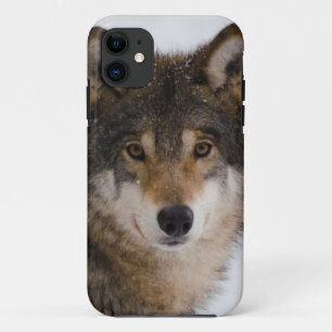 Funda Para iPhone 11 Lobo gris europeo