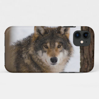 Funda Para iPhone 11 Lobo gris europeo