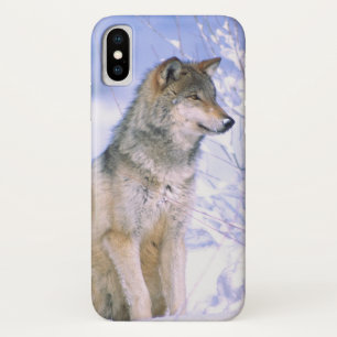 title_seo2 Lobo gris sentado en la nieve, Canis lupus,
