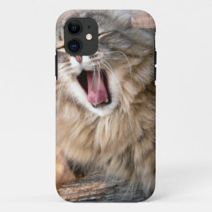 title_seo2 LOL Maine Coon