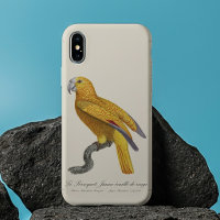 Loro del Paraíso de Cuba, Psittacus Paradisi