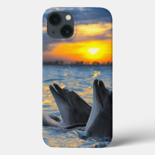 title_seo2 Los delfines con nariz biberona a la luz del atard