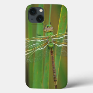 title_seo2 Los E.E.U.U., Georgia. Libélula verde del darner