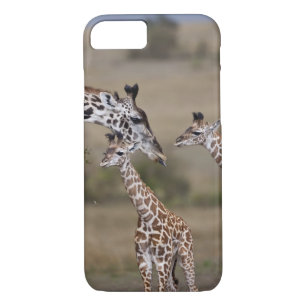 title_seo2 Maasai Giraffe (Giraffe Tippeleluchi)