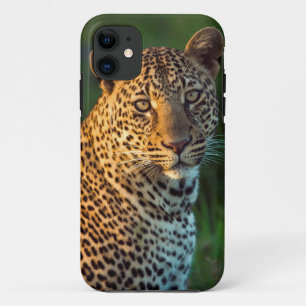title_seo2 Macho Leopardo (Panthera Pardus) Cachorro Adulto